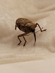 Curculio glandium
