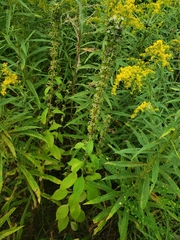 Campanulastrum americanum
