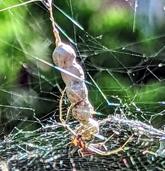 Mecynogea lemniscata