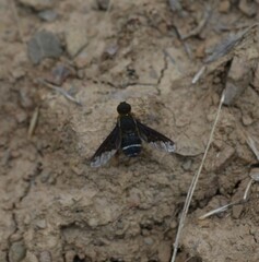 Hemipenthes velutina