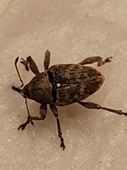 Curculio glandium