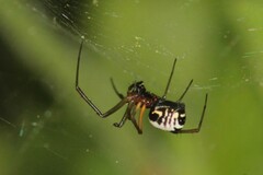 Frontinellina frutetorum