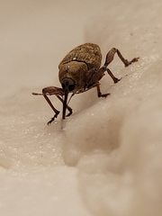 Curculio glandium
