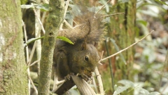 Sciurus aestuans