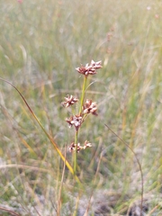 Juncaceae