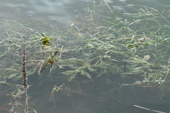 Potamogeton lucens