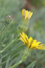 Reichardia picroides