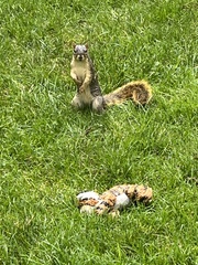 Sciurus niger