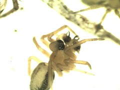 Minicia marginella