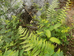 Mecistops cataphractus