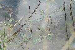 Potamogeton lucens