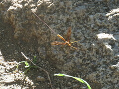 Megarhyssa macrurus icterosticta