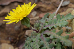 Reichardia picroides