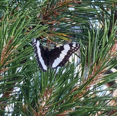 Limenitis weidemeyerii