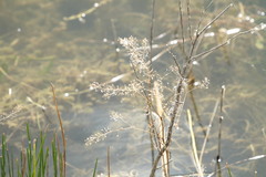 Rorippa amphibia