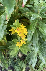 Lysimachia punctata