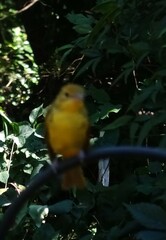 Piranga rubra