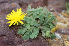 Reichardia picroides