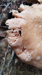 Philonthus caeruleipennis