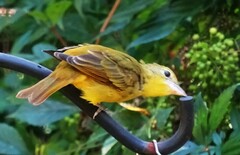 Piranga rubra