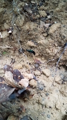 Philonthus caeruleipennis