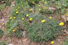 Reichardia picroides