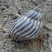 Zebra Periwinkle - Photo (c) Lycaon, some rights reserved (CC BY-SA)