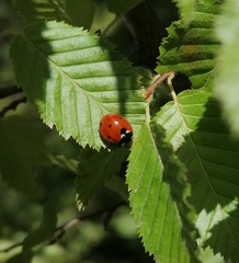 Coccinella septempunctata