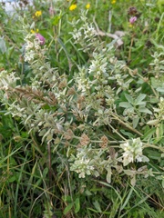 Marrubium peregrinum