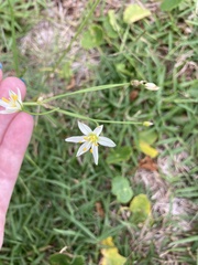 Nothoscordum