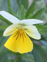 Bracteolatae