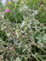 Marrubium peregrinum