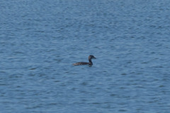 Podiceps auritus