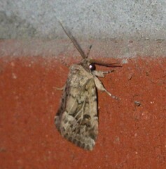 Spodoptera depravata