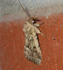 Spodoptera depravata