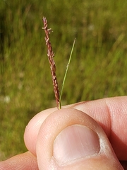 Sporobolus cryptandrus