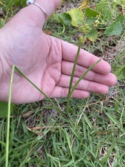 Nothoscordum
