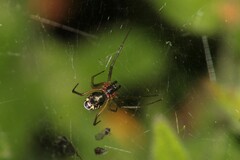 Frontinellina frutetorum