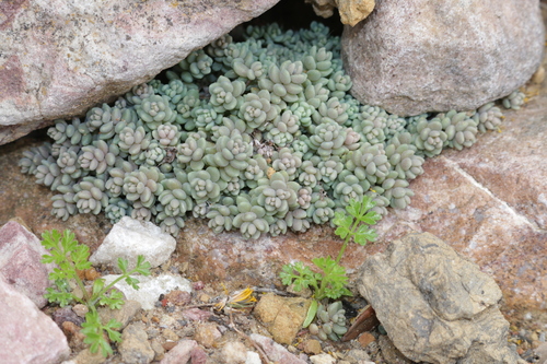 Sedum dasyphyllum image