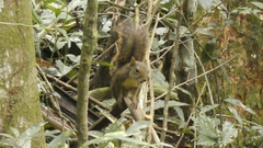 Sciurus aestuans