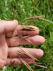 Bromus inermis