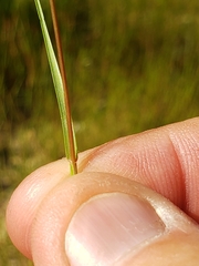 Sporobolus cryptandrus