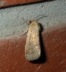 Spodoptera depravata