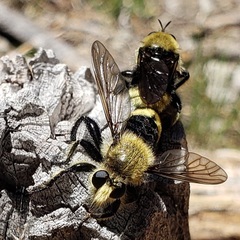 Laphria