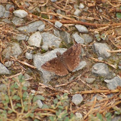 Erynnis baptisiae