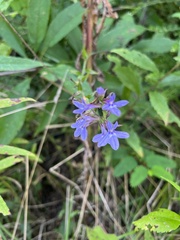 Lobelia puberula