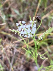 Polygonella articulata