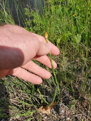 Equisetum variegatum
