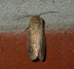 Spodoptera depravata