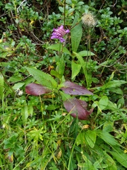 Knautia dipsacifolia